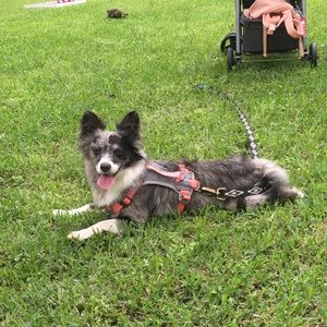 Meet your Posher, Cheyenne